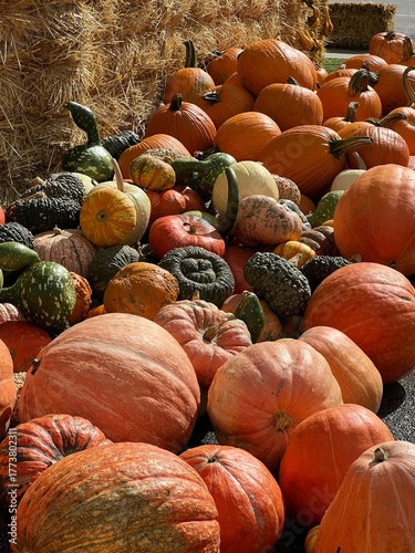pumpkins and winter squash, orange and green, in a pile, fall harvest, utah