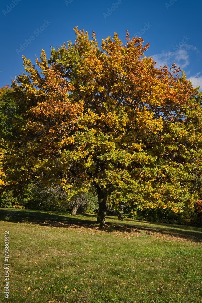 Naklejka premium Large oak tree with autumn foliage
