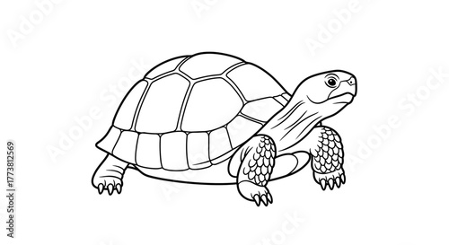 Turtle Line Art Illustration, Black and White Outline Drawing