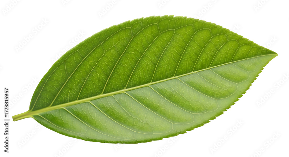 Obraz premium Fresh Green Leaf