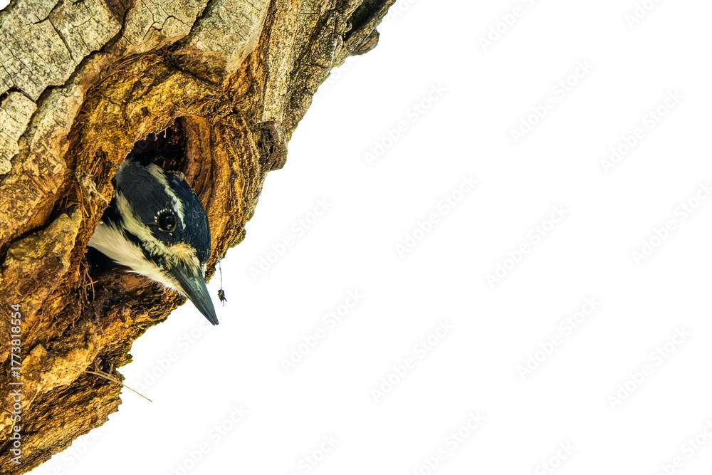 Naklejka premium Hairy Woodpecker Mom, Peering From Her Tree Nest Hole, Photo Over a Transparent Isolated PNG Background