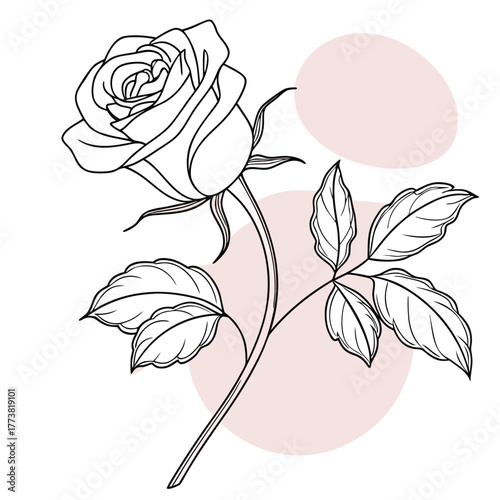 elegant-single-rose-vector--soft-petals--thin-outl.eps