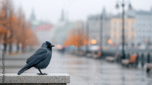 Fototapeta Naklejka Na Ścianę i Meble -  Close up of a black bird perched on a stone railing in a city street with blurred background and autumn trees