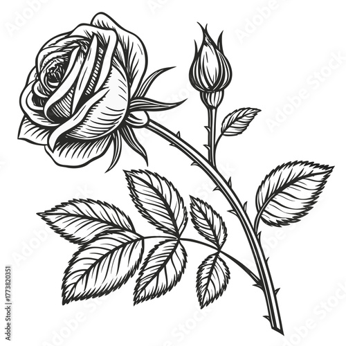 vintage-engraved-rose-vector--monochrome-sketch--a.eps