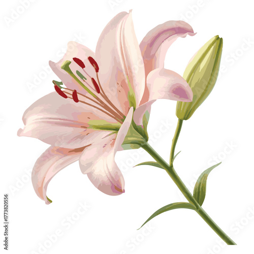 Pink Lily Botanical Illustration – Soft Floral Art for Elegant Nature Decor