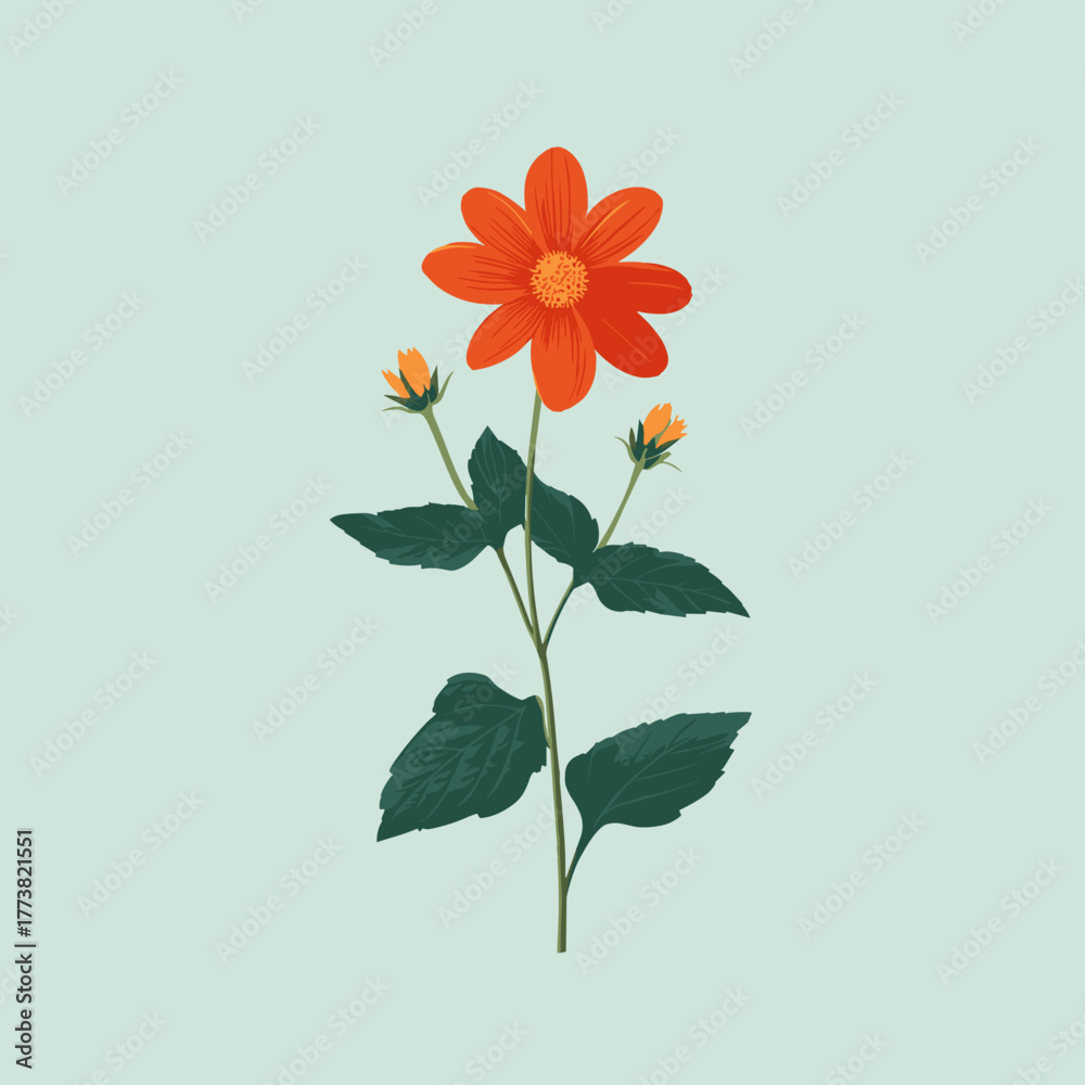 Naklejka premium Bright orange Tithonia flower with green leaves — elegant minimal botanical vector illustration