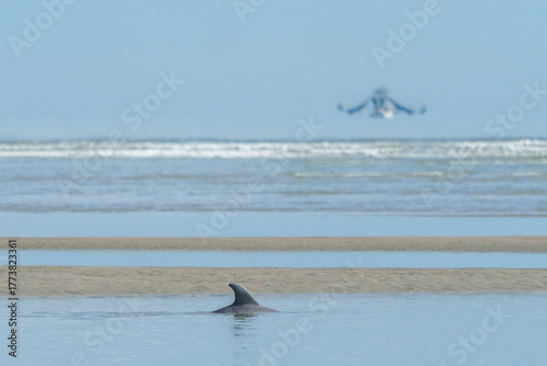 Ghost Shrimp Boat and Dorsal Fin