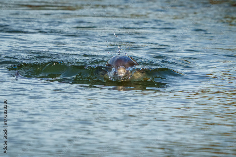 Fototapeta premium Young Dolphin Calf, Making Waves