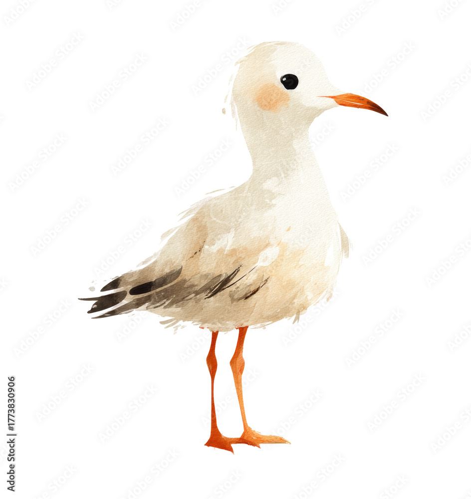 Fototapeta premium seagull isolated on white background