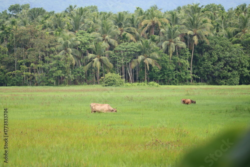 cows grazing in a field