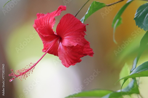 red hibiscus flower on green background