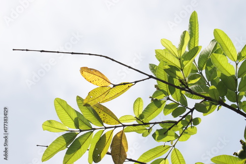 green leaves on blue sky background