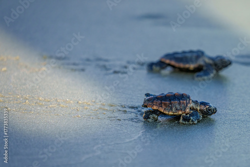 Canvas-taulu Loggerhead Turtle Hatchlings' First Walk