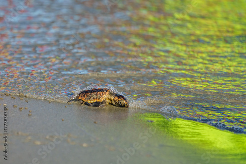 Loggerhead Turtle Hatchlings' First Walk
