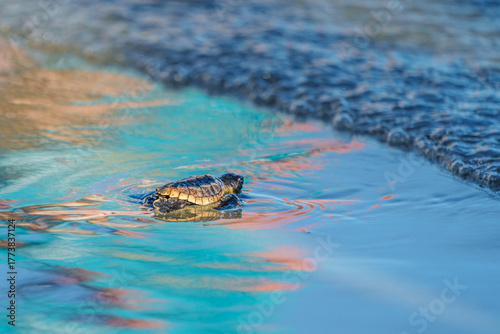 Foto Loggerhead Turtle Hatchlings' First Walk
