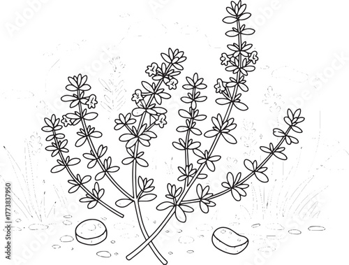 Detailed thyme plant illustration showcases intricate botanical