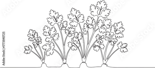 Cilantro garden continuous line drawing, minimalist herbal plant