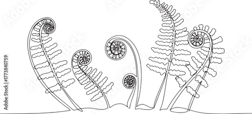 Elegant continuous line drawing showcasing fiddlehead ferns in b