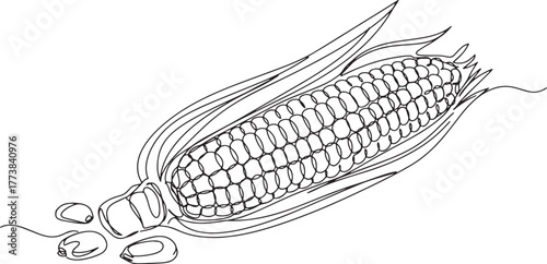 Elegant minimalist line drawing of corn on the cob and kernels i