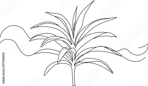 Elegant outline drawing showcasing a vibrant dracaena plant with