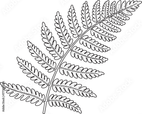 Detailed fern frond illustration rendered in black and white for