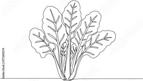 Elegant single line drawing illustration of fresh swiss chard ve