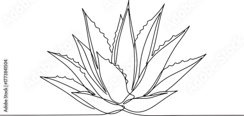 Minimalist agave plant illustration with continuous line drawing