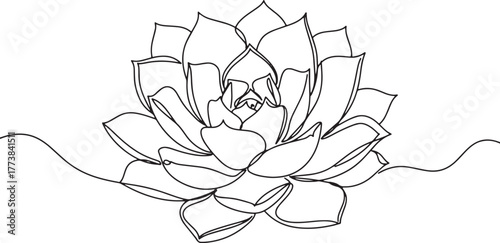 Elegant Echeveria Succulent Line Art Depiction on Clean White Ba
