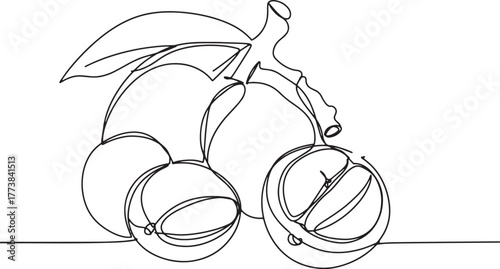 Elegant Langsat Fruit Illustration, Single Continuous Line Art,
