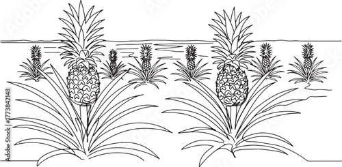 Illustration of a Pineapple Plantation with Detailed Line Work f
