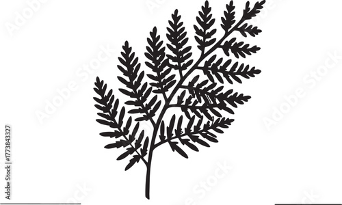 Elegant Cypress Leaf Illustration in Detailed Line Art on White