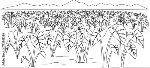 Serene taro plantation outline with distant mountain range backd