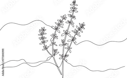 Elegant thyme sprigs single line art against softly rolling hill