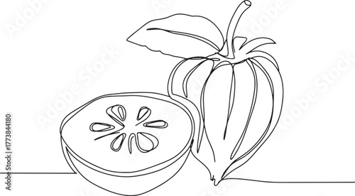 Naranjilla fruit continuous line drawing, exotic freshness and v