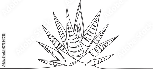 Elegant continuous line drawing of a Zebra Haworthia plant illus
