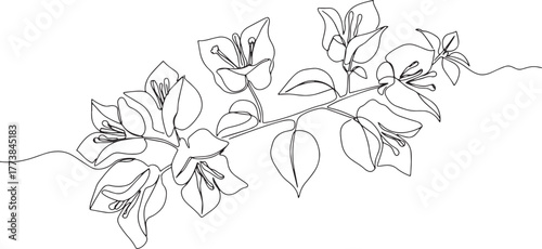 Elegant bougainvillea continuous line drawing for creative desig