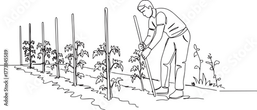 Line art depicting a gardener supporting tomato plants with wood