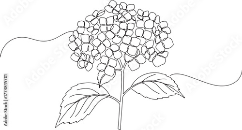 Elegant single line drawing of hydrangea flower showcasing delic