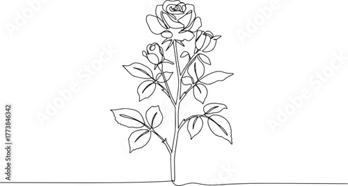 Elegant single line drawing of a blooming rose bush with budding