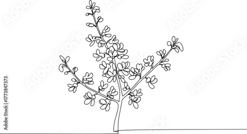 Elegant single line drawing of a flowering redbud branch against