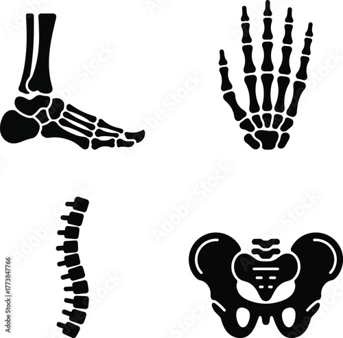 Skeleton anatomy icons collection