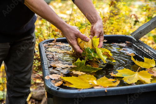 Abgefallene Blätter im Herbst aus einem Regenfass herausholen. 