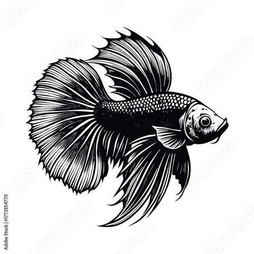 Black and white illustration of a male betta fish with flowing fins Siamese fighting 2