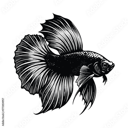 Black and white illustration of a male betta fish with flowing fins Siamese fighting