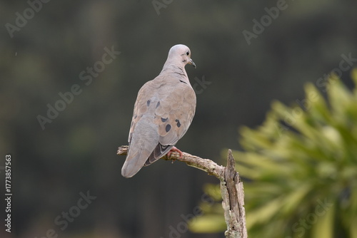close-up of dove perching on a dry tree