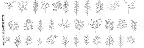 leaves, eucalyptus, leaf, simple, season, vector, black, illustration, handdrawn, icon, design, wedding, nature, vintage, art, tree, hand, forest, floral, line, graphic, plant, sketch, doodle, drawing