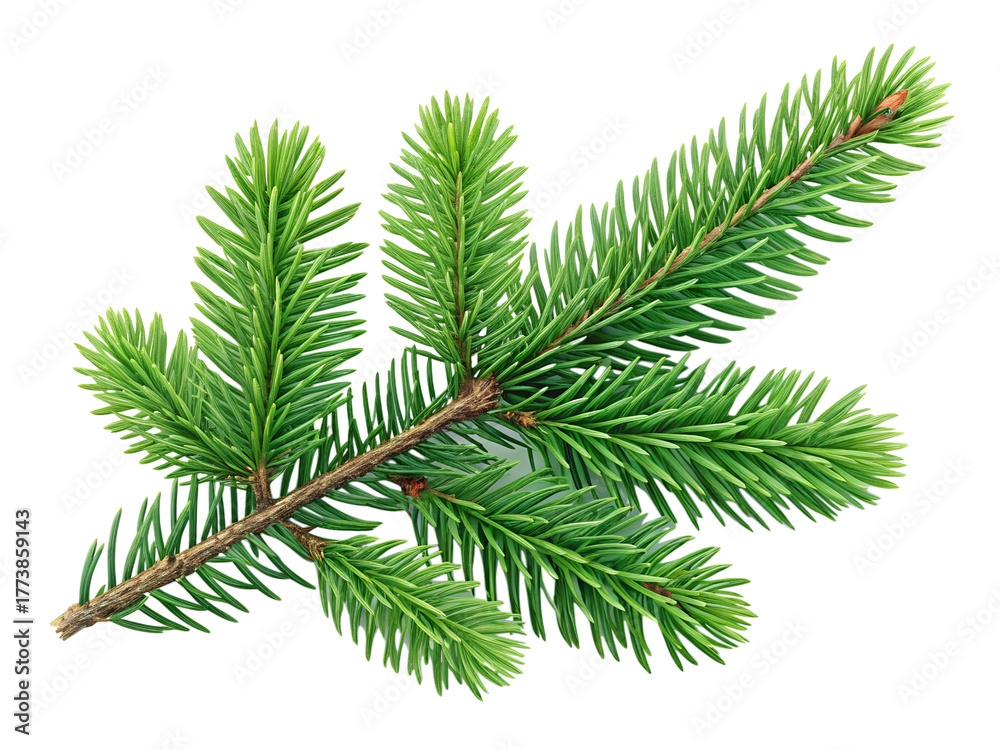 Naklejka premium A fresh vibrant green evergreen tree branch with many needles is cleanly isolated perfect for use on any transparent background.