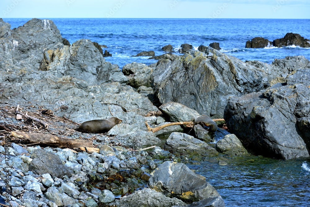 Fototapeta premium Fur Seal enjoying the sunshine