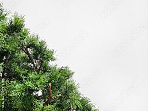 Background of a natural pine tree branch on a white background. Japanese Black Pine, also known as Pinus Thunbergii, from the Pinaceae family, on a textured white wall background. Free space for text.