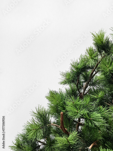 Background of a natural pine tree branch on a white background. Japanese Black Pine, also known as Pinus Thunbergii, from the Pinaceae family, on a textured white wall background. Free space for text.